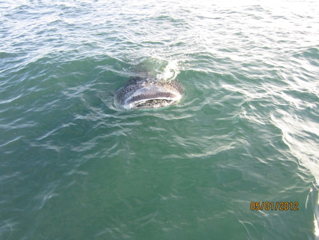 Lozacalizacion de ballenas